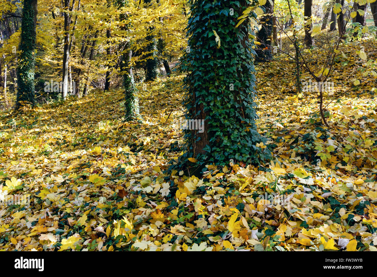 Green-yellow carpet of autumn leaves in forest. Stock Photo