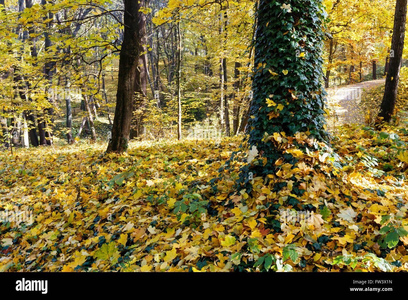 Green-yellow carpet of autumn leaves with shadow of trees in city park. Stock Photo