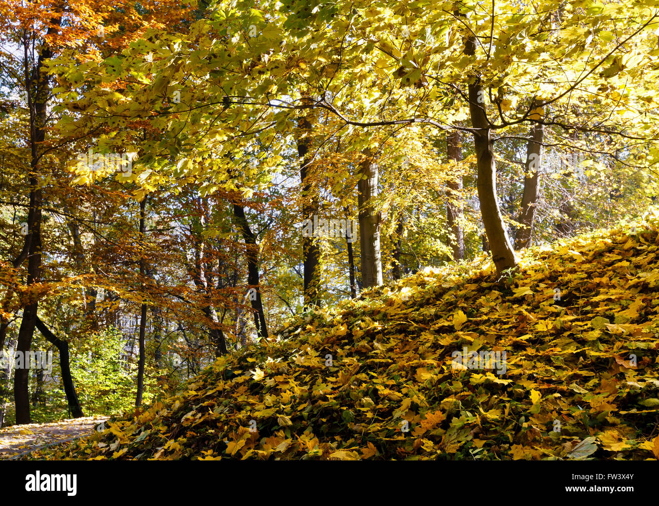 Carpet of autumn leaves on small hill and golden trees in city park. Stock Photo