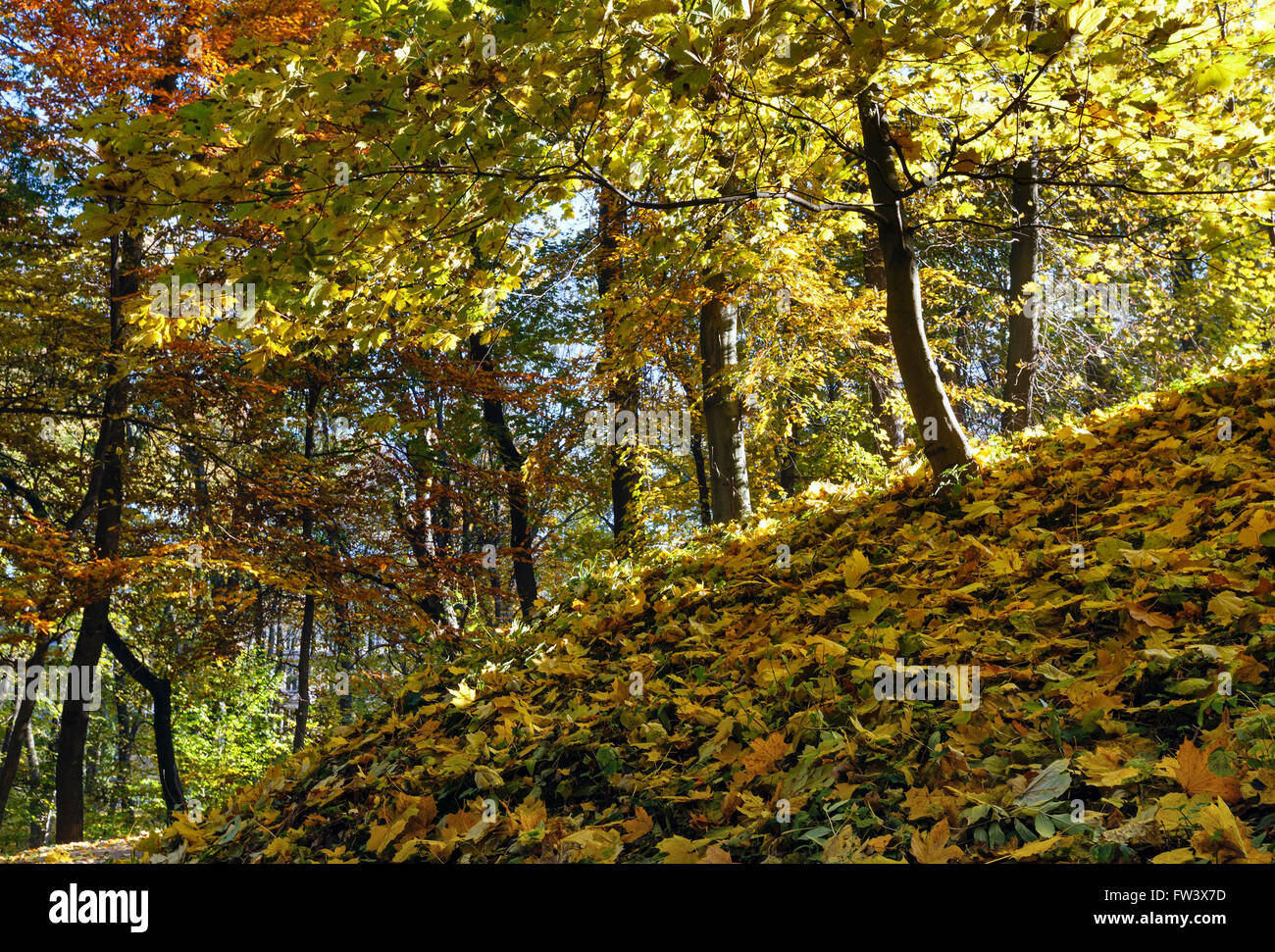 Carpet of autumn leaves on small hill and golden trees in city park. Stock Photo