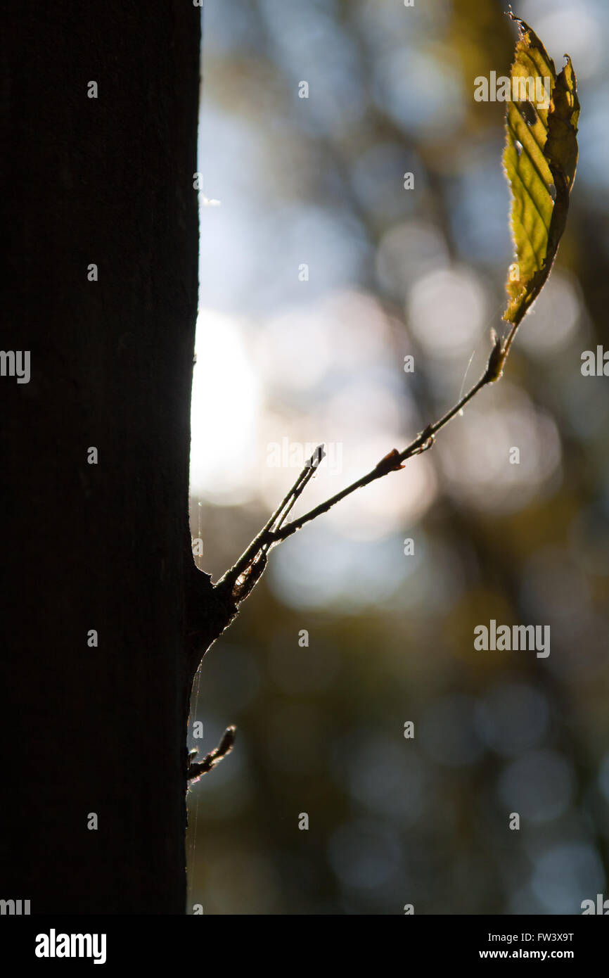 Single tree leaf hi-res stock photography and images - Alamy
