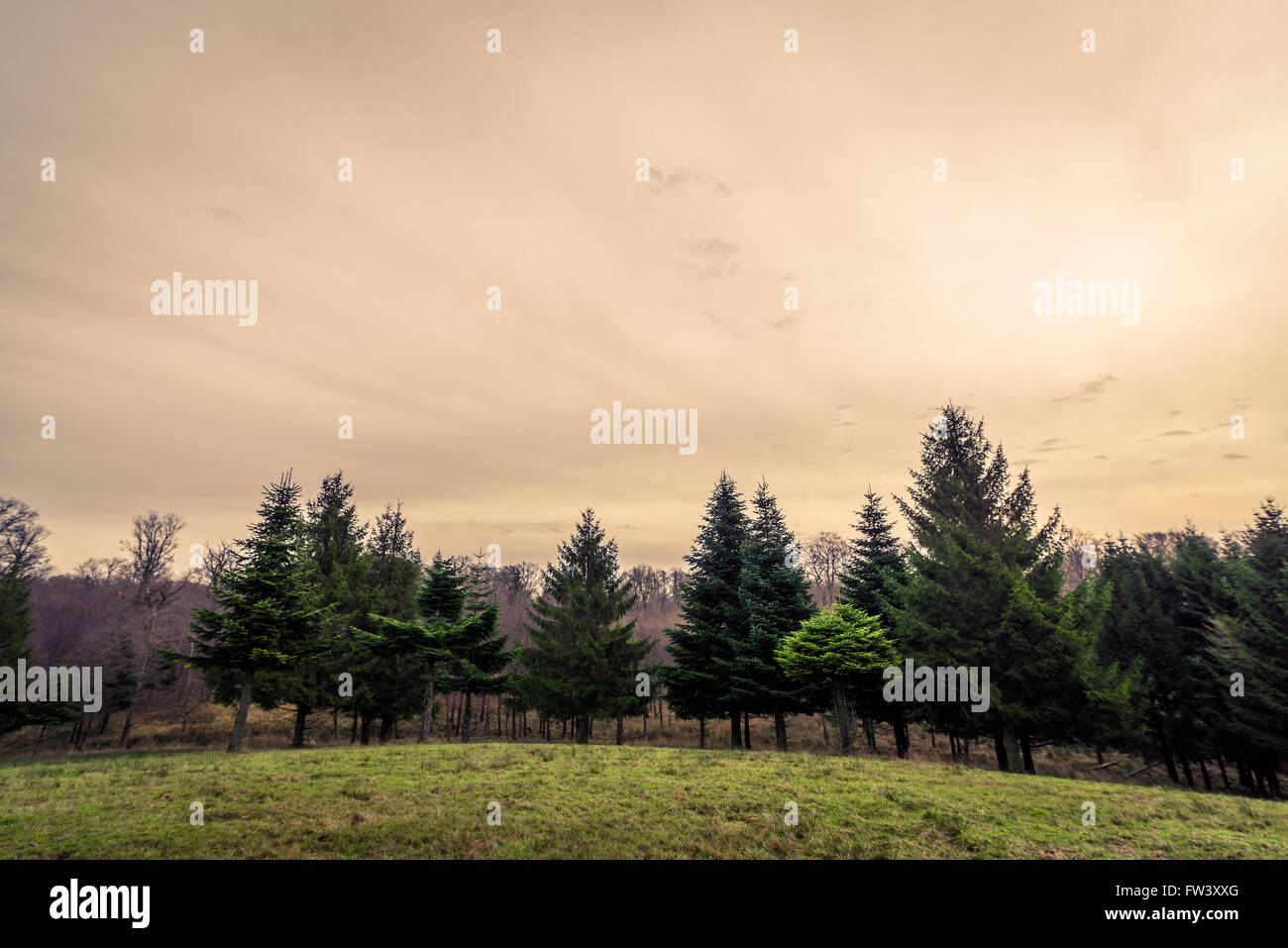 Trees hillside pine sky hi-res stock photography and images - Alamy