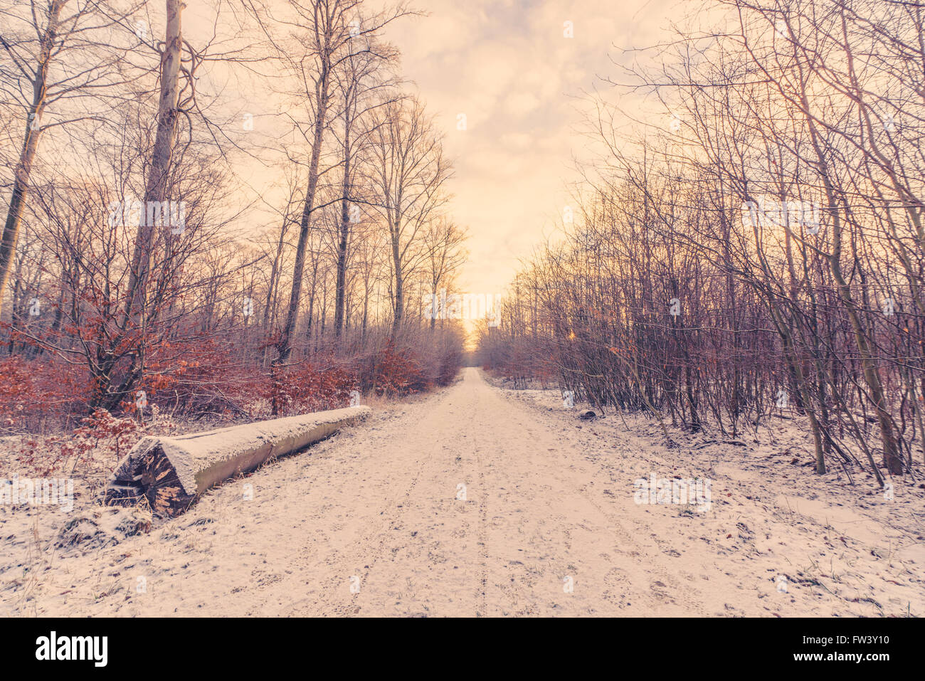 Forest road covered with snow in the sunrise Stock Photo - Alamy