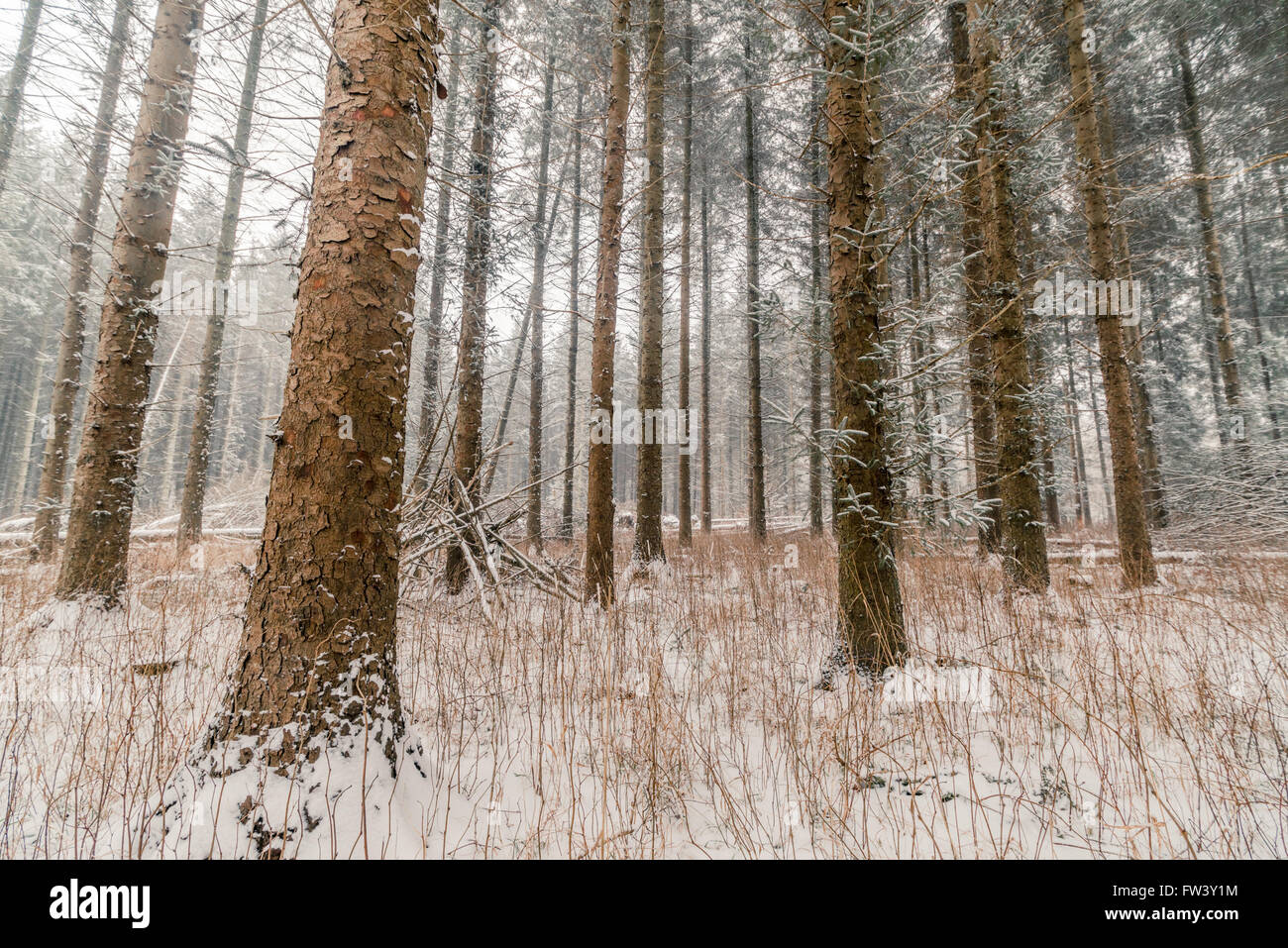 Tall pine trees in a forest at wintertime Stock Photo - Alamy