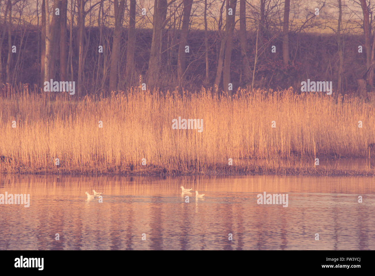 Black water in river rushes hi-res stock photography and images - Alamy