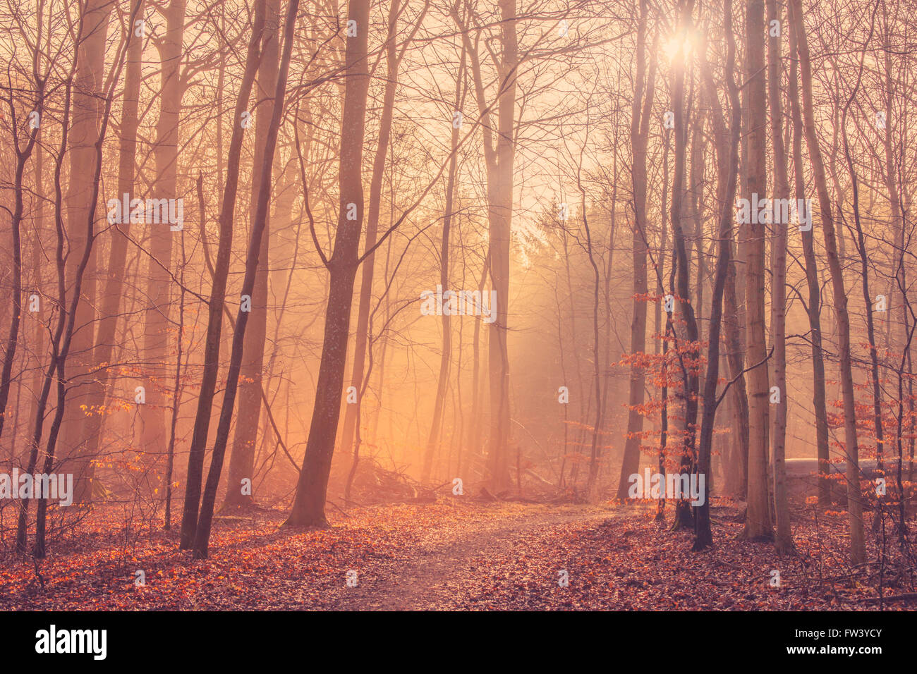 Forest landscape with mist and sunrise in the morning Stock Photo