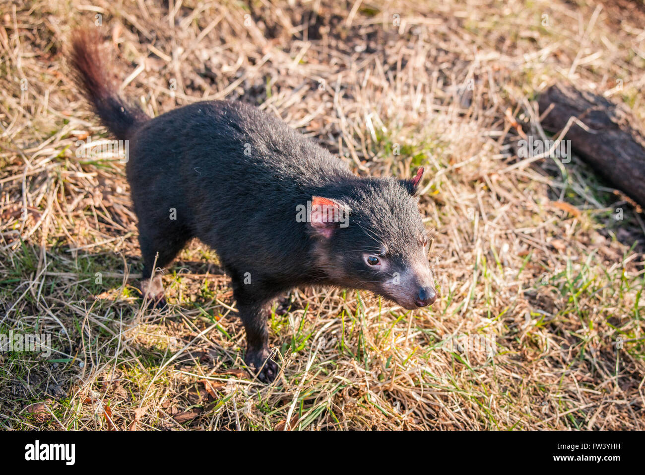 Tasmanian devil looking for food in the green grass Stock Photo