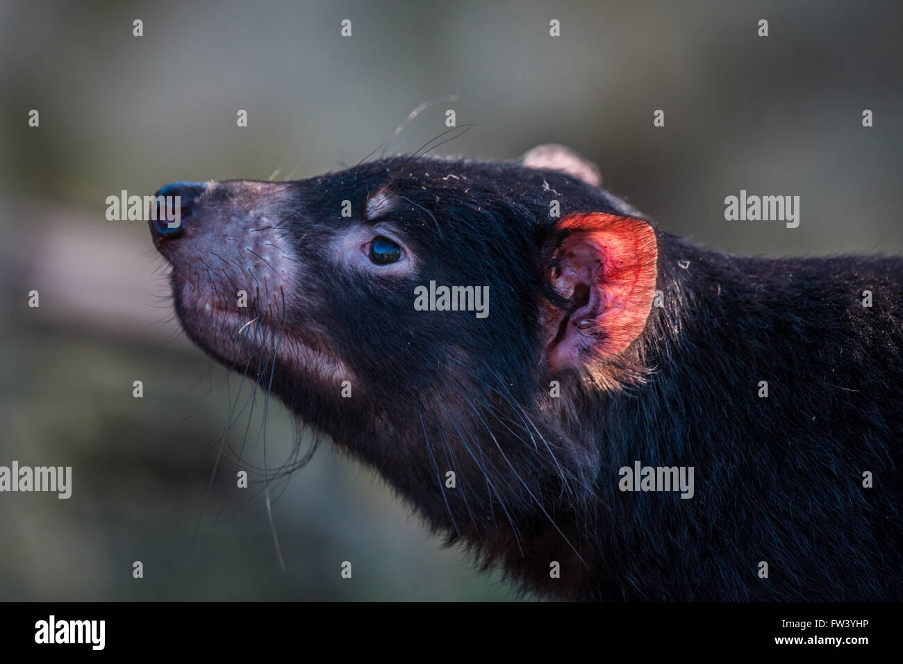 Tasmanian devil close-up with a red ear Stock Photo