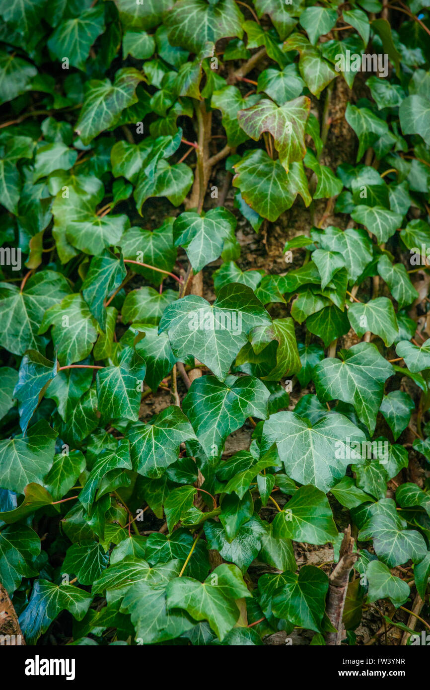 Ivy plant climbing up a tree Stock Photo Alamy