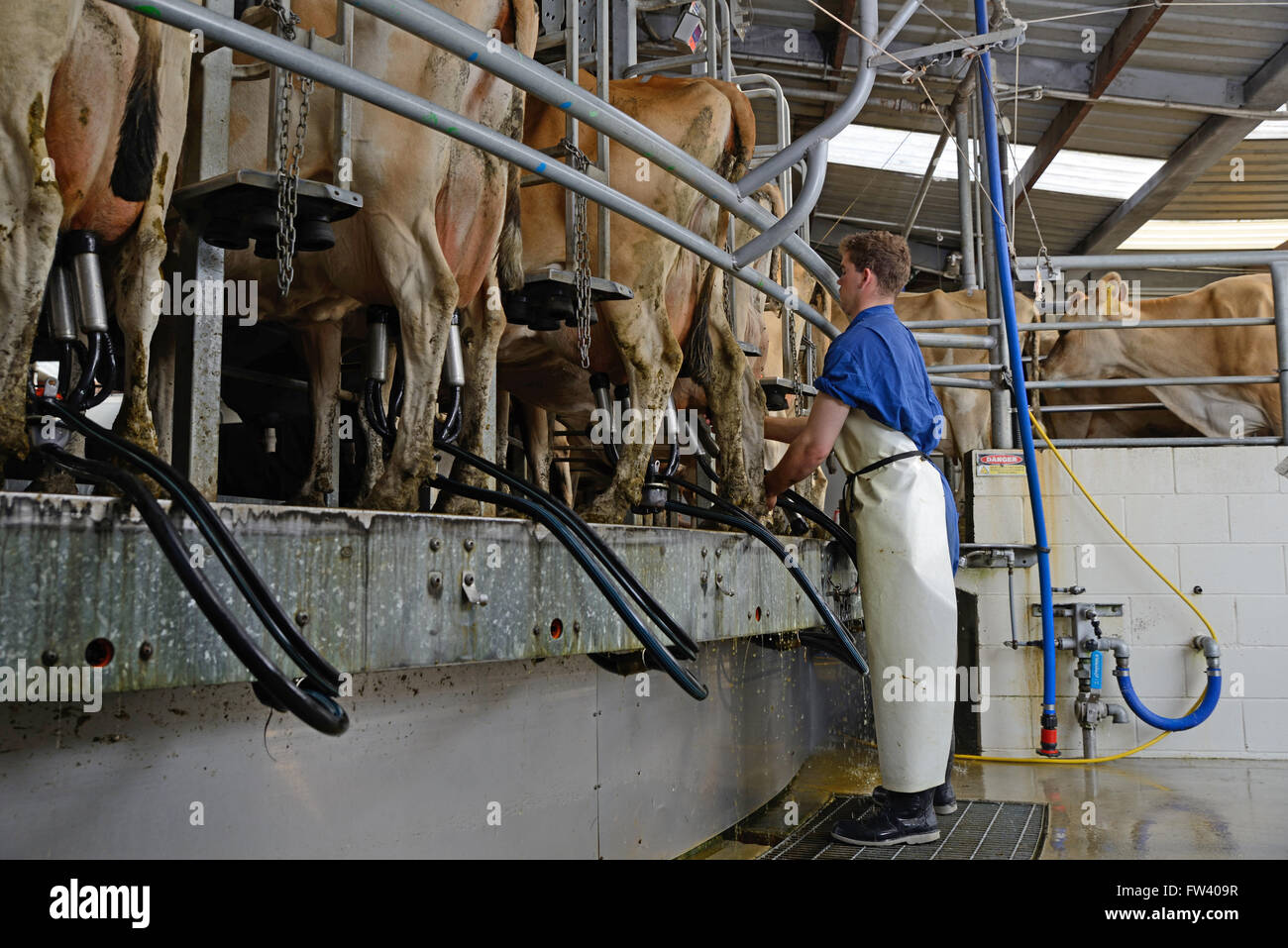 A dairy farmer fixes cups to Jersey cows being milked in a rotary shed