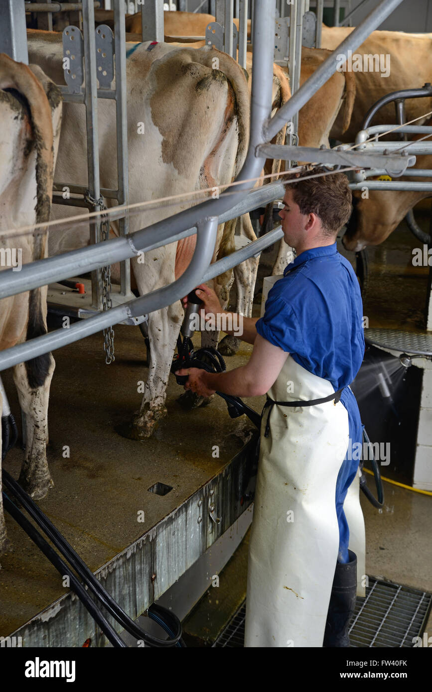 A dairy farmer fixes cups to Jersey cows being milked in a rotary shed Stock Photo