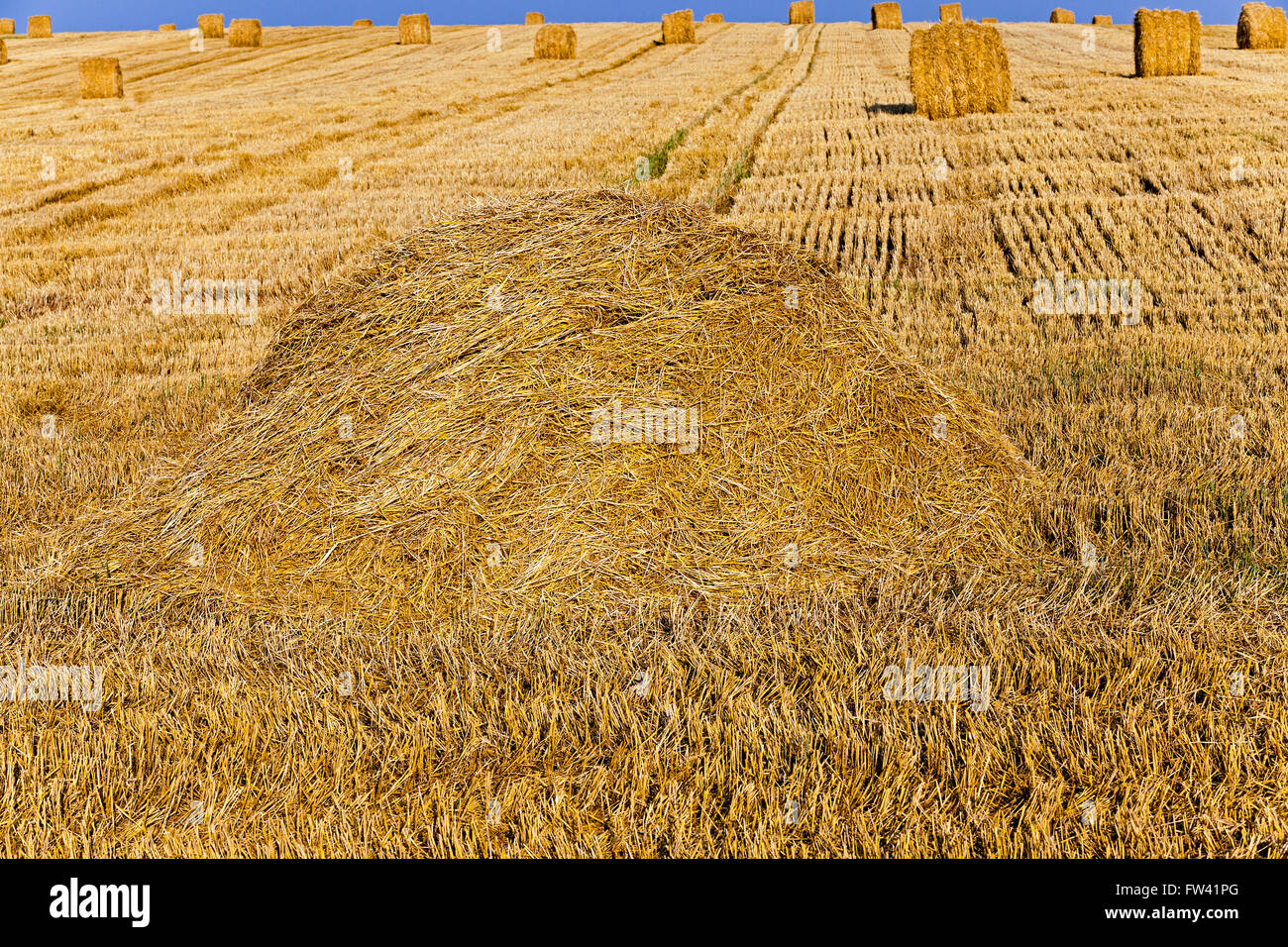 harvest of cereals Stock Photo - Alamy