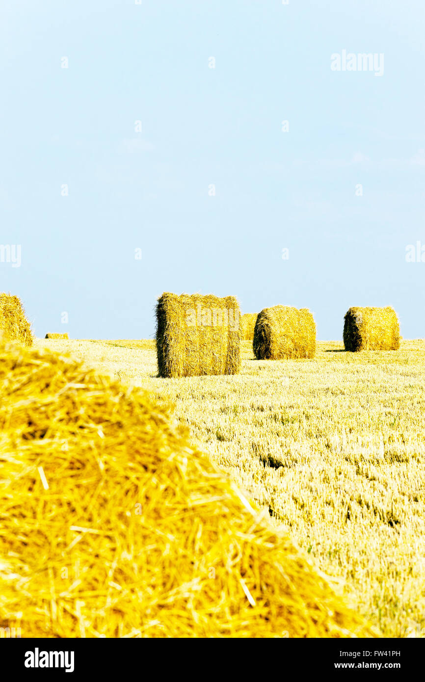 harvesting cereals, Agriculture Stock Photo - Alamy