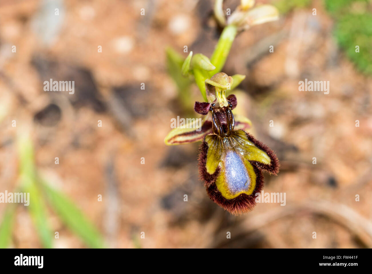 A Mirror Orchid photographed in Portugal Stock Photo