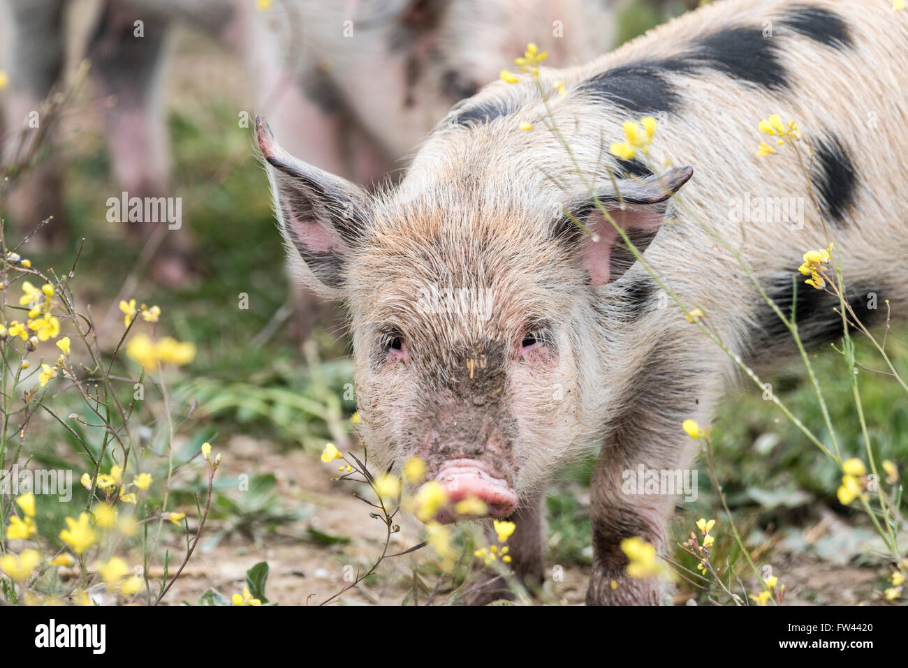 A spotted piglet in Portugal Stock Photo