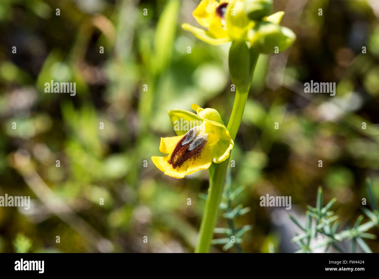 The Yellow Bee Orchid form sicula in Portugal Stock Photo
