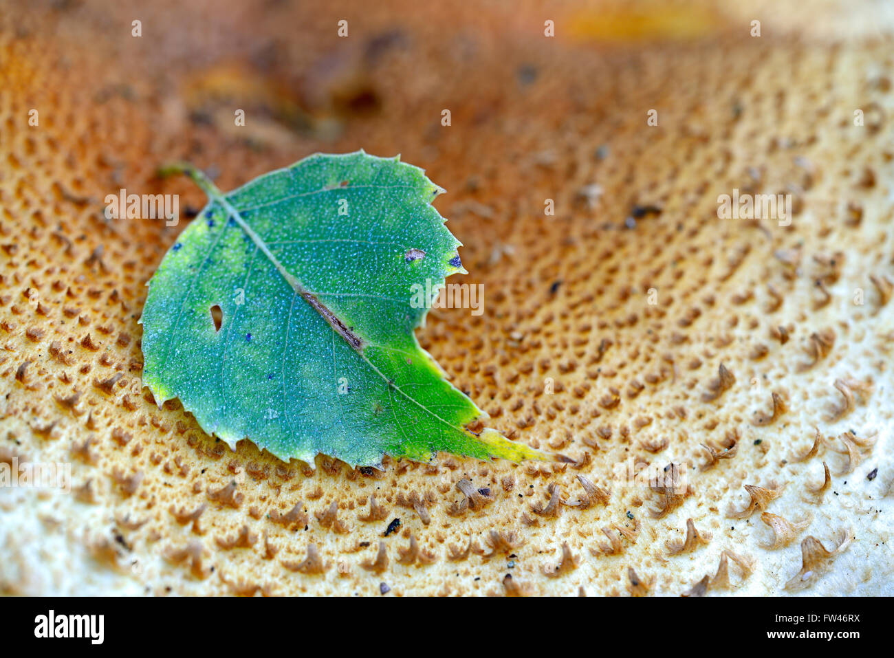 Blatt einer Birke ( Betula) liegt auf einem Pilz , Sparriger Schueppling ( Pholiota squarrosa) , Brandenburg, Deutschland, Europa Stock Photo
