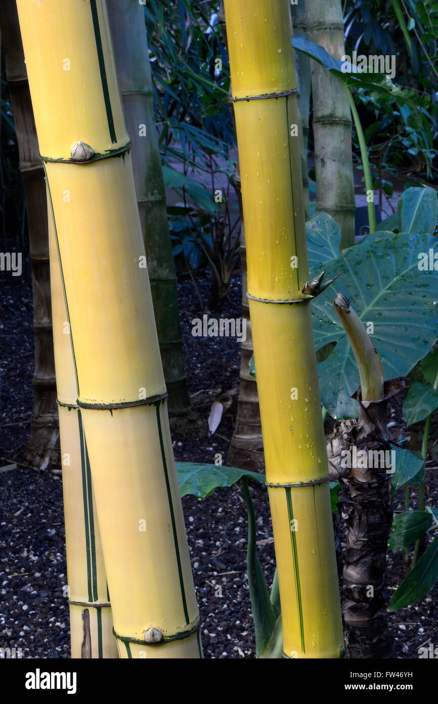 goldener Bambus (Bambusa vulgaris) Vorkommen Suedostasien Stock Photo