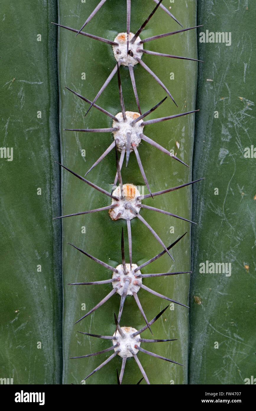 Stacheln, Detailaufnahme eines Kaktus (Trichocereus terscheckii ), Vorkommen Suedamerika Stock Photo