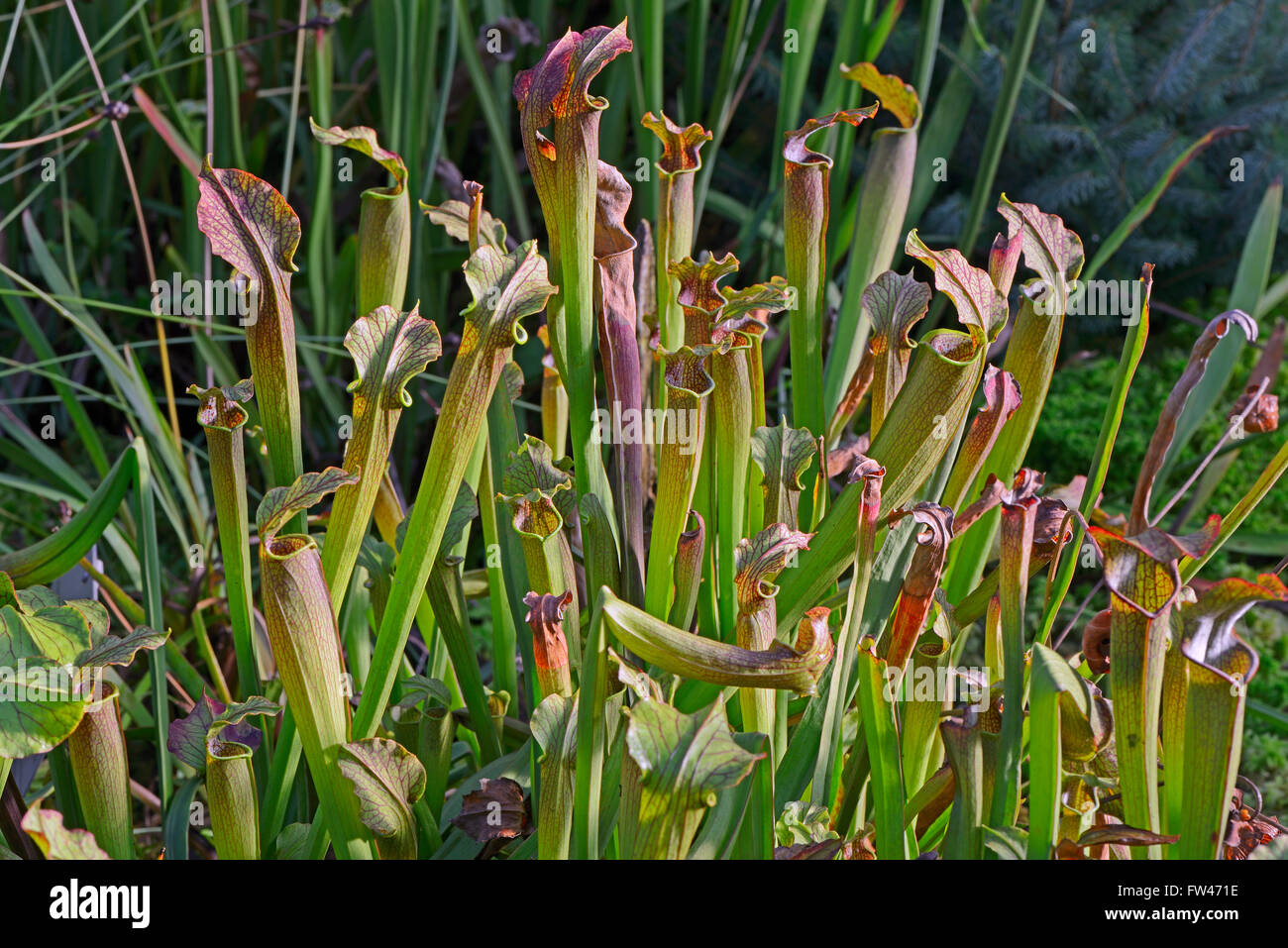 Braunrote Schlauchpflanze (Sarracenia rubra), Nordamerika Stock Photo
