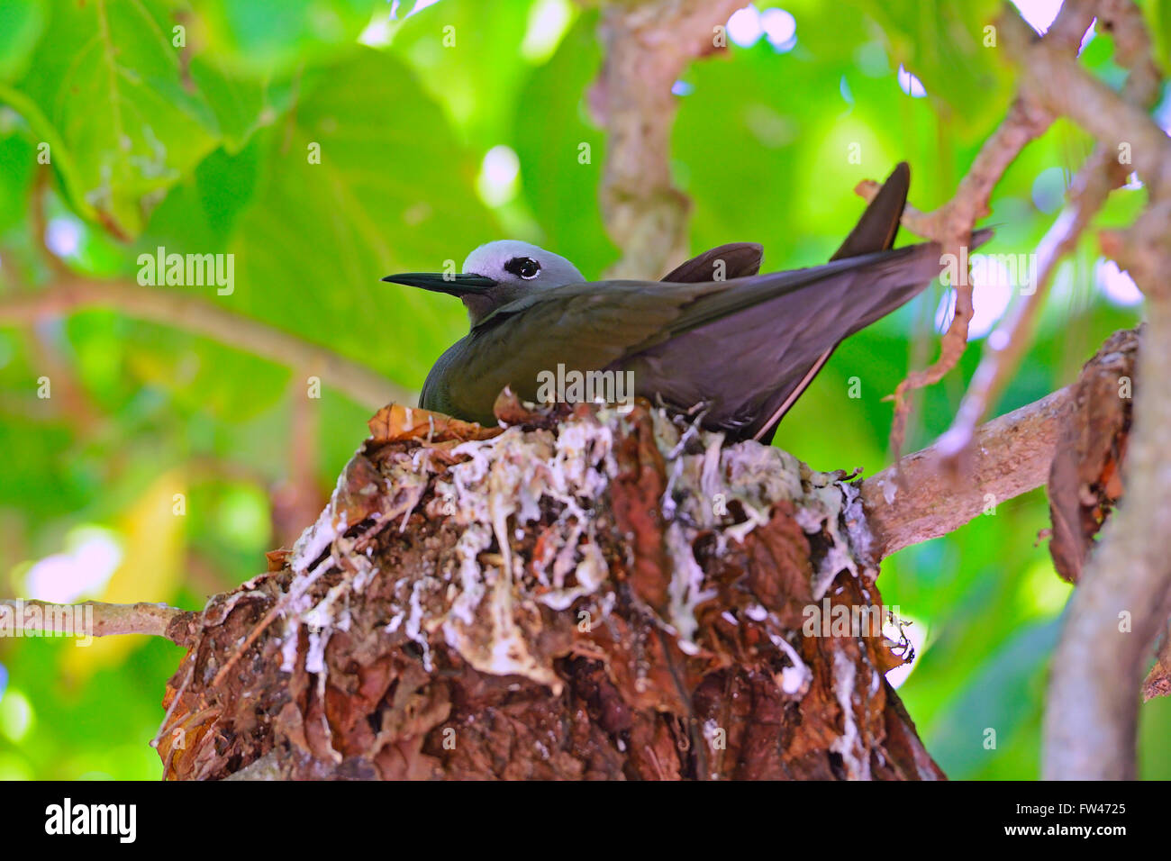 Schlankschnabelnoddi ( Anous tenuirostris), sitzt auf Nest, Insel Cousin, Seychellen Stock Photo