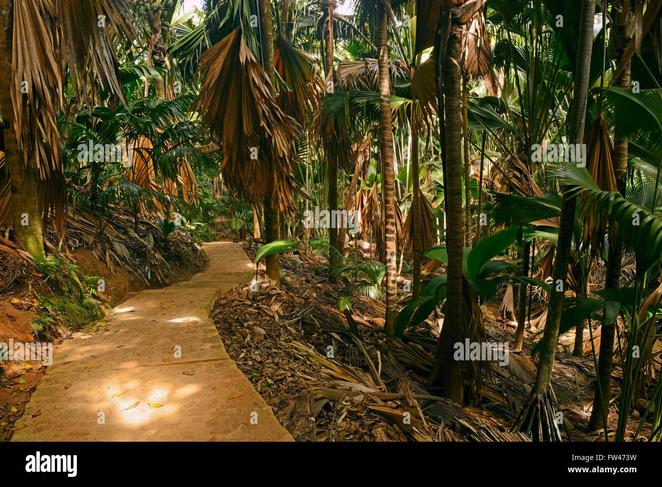 Wege und Vegetation im Vallee de Mai Nationalpark, Unesco Welterbe, Insel Praslin, Seychellen Stock Photo