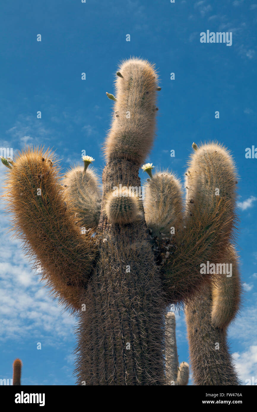 Giant Cacti growing on Isla del Pescado, Salar de Uyuni, Bolivia Stock Photo