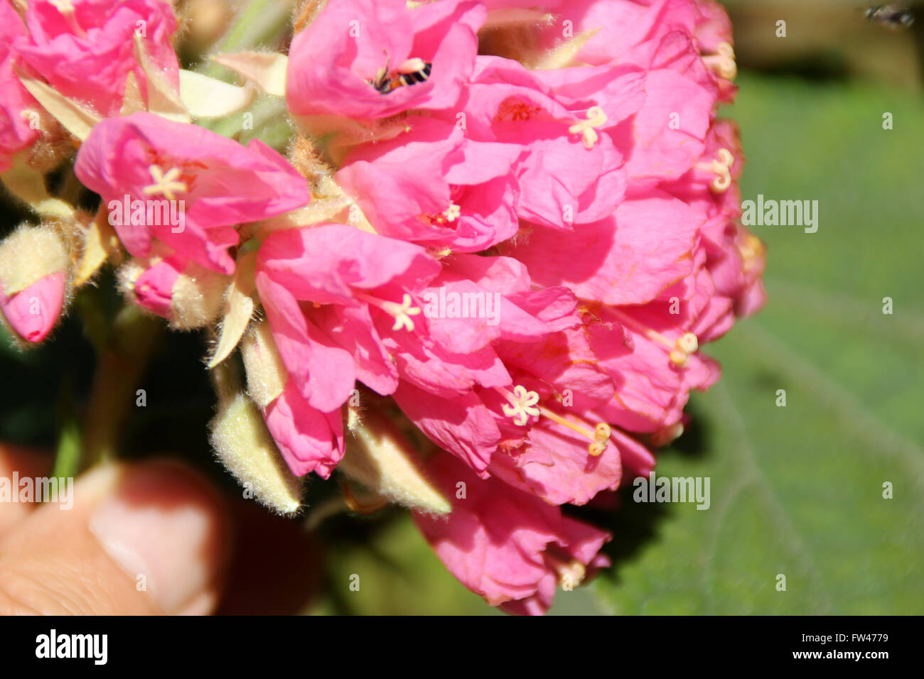 Dombeya wallichii, Pink Ball Tree, Tropical Hydrangea, tree with heart  shaped serrated leaves and pink flowers Stock Photo - Alamy