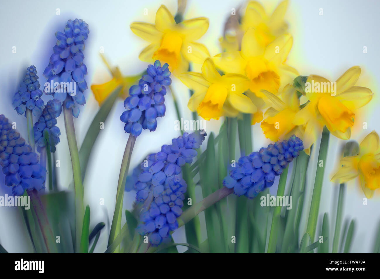 Daffodils and Grape Hyacinths  in flower photographed using soft focus technique Stock Photo