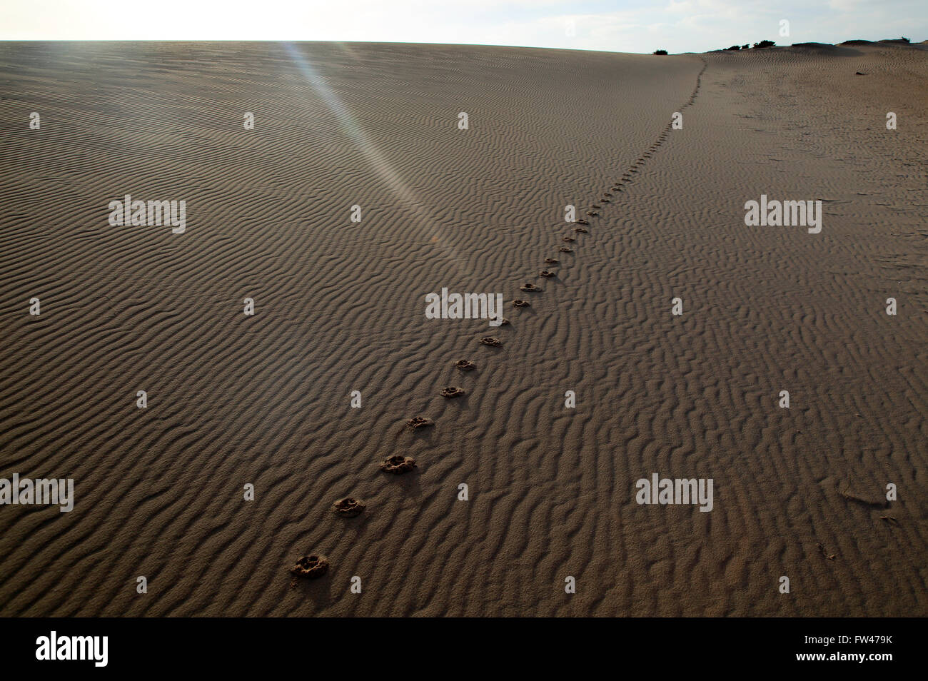 Sand dunes at Las Dunas natural park, Corralejo, Fuerteventura, Canary Islands, Spain Stock Photo