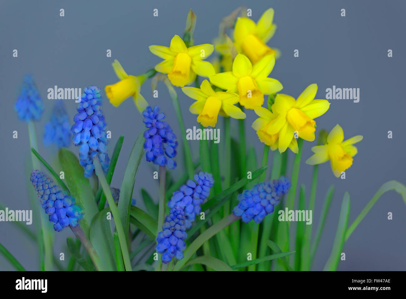 Daffodils and grape hyacinths hires stock photography and images Alamy