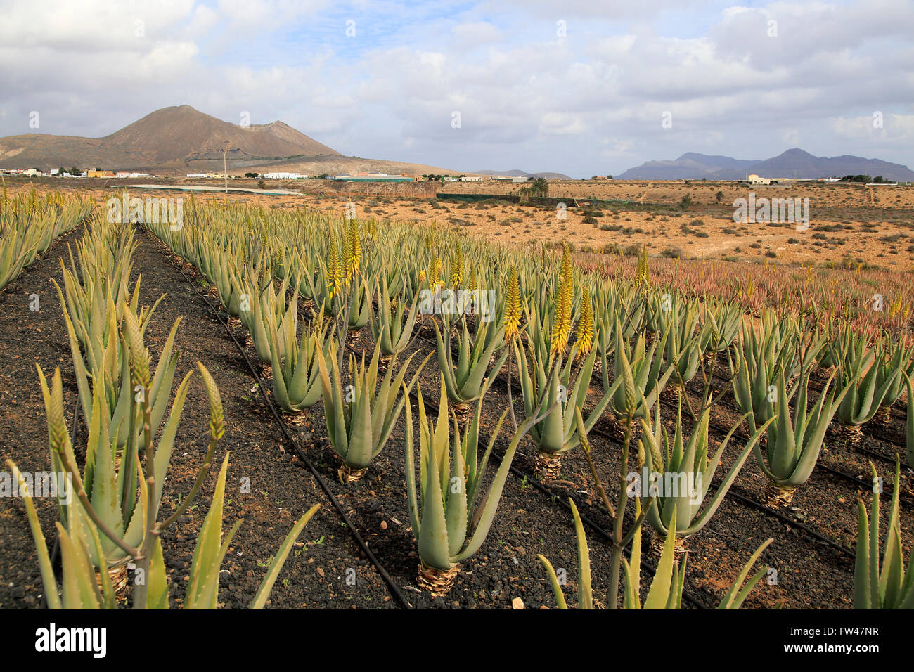 Aloe vera plants commercial cultivation Avisa factory building,  Tiscamanita, Fuerteventura, Canary Islands, Spain Stock Photo - Alamy