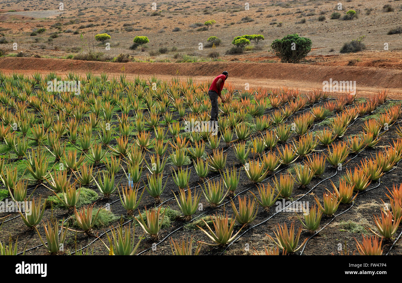 agave blau Blue Glow Agave - Agave Blue Glow main image 0