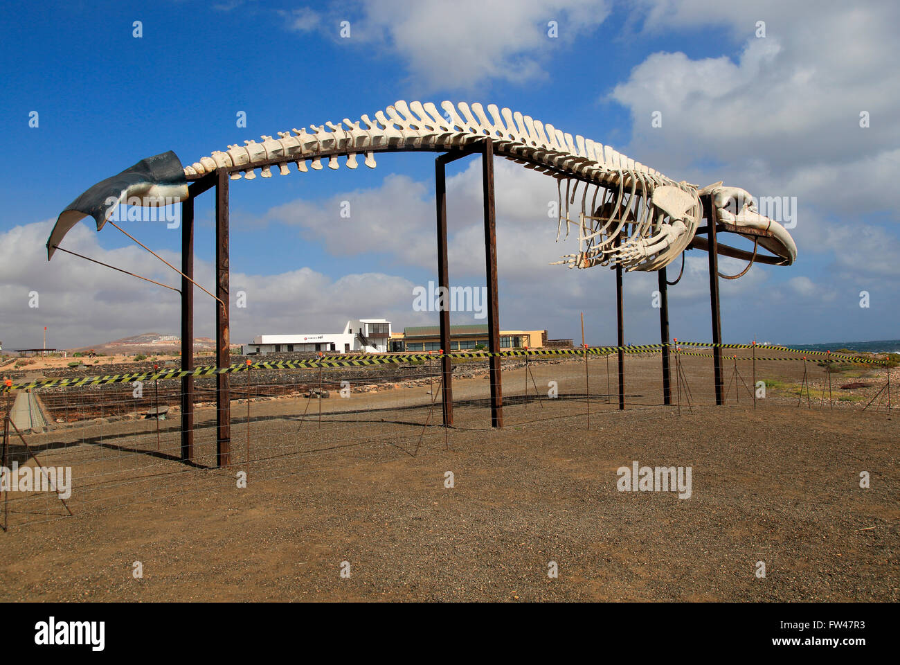 Whale skeleton display at Las Salinas del Carmen, Fuerteventura, Canary Islands, Spain Stock Photo