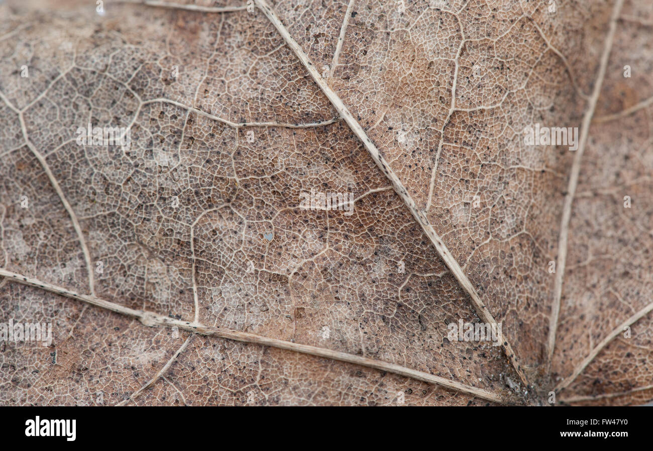 texture autumn maple leaf macro photo Stock Photo