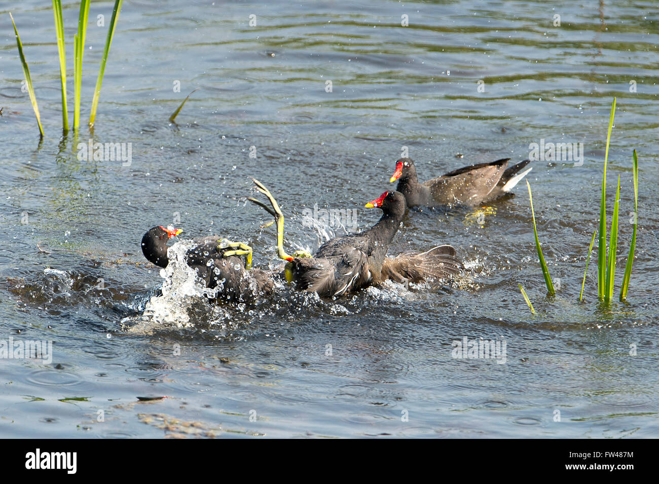 Moorhens fighting during the breading season.  Gallinula chloropus. Stock Photo