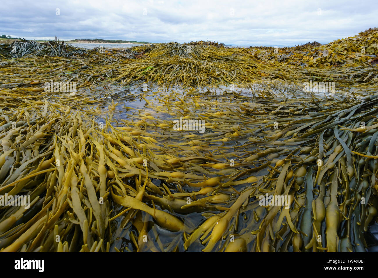A rockpool full of bladderwrack seaweed (Fucus vesiculosus), in Scotland. Stock Photo