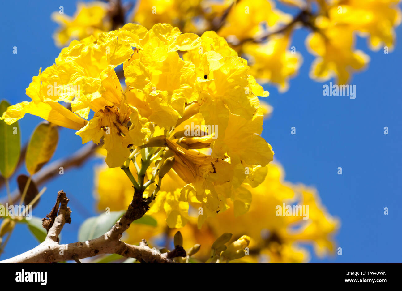 Yellow tabebuia flower on background blue sky. Stock Photo