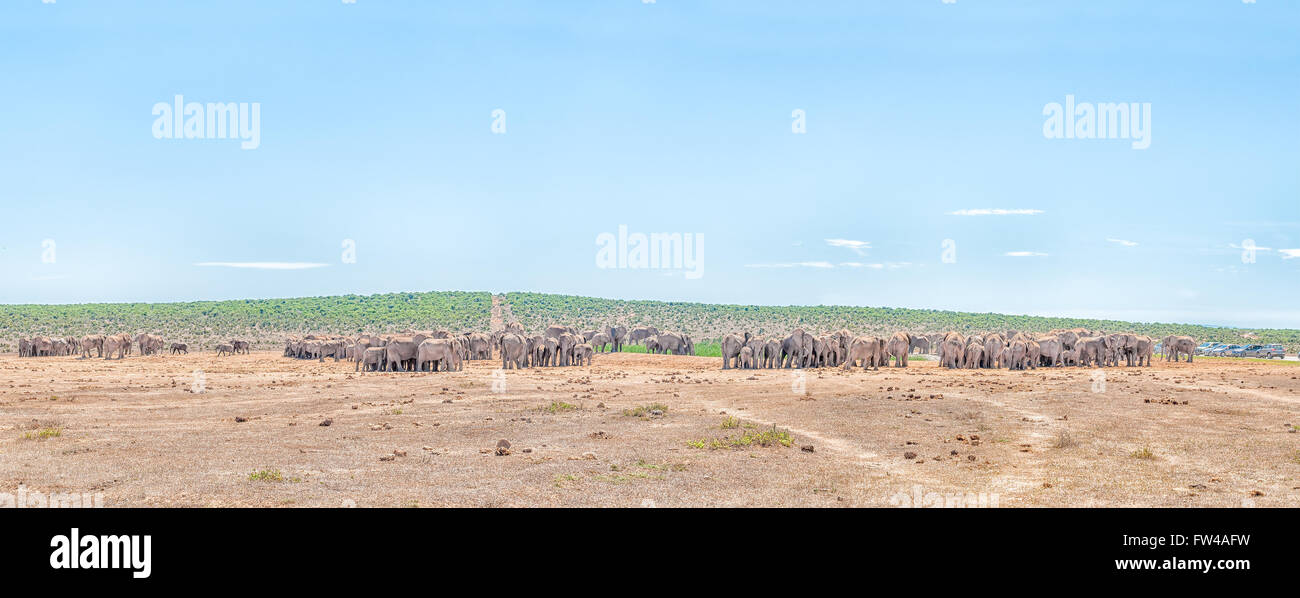ADDO ELEPHANT NATIONAL PARK, SOUTH AFRICA - FEBRUARY 23, 2016: More than 200 elephants waiting in family groups to drink at Hapo Stock Photo
