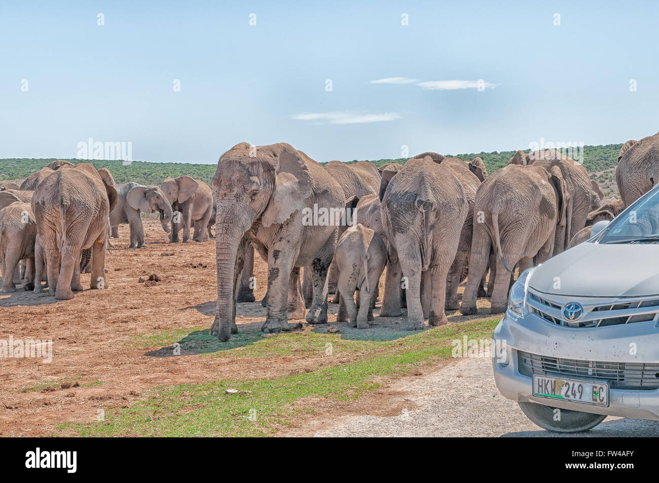 ADDO ELEPHANT NATIONAL PARK, SOUTH AFRICA - FEBRUARY 23, 2016: A large group of mud colored elephants waiting to cross the road Stock Photo