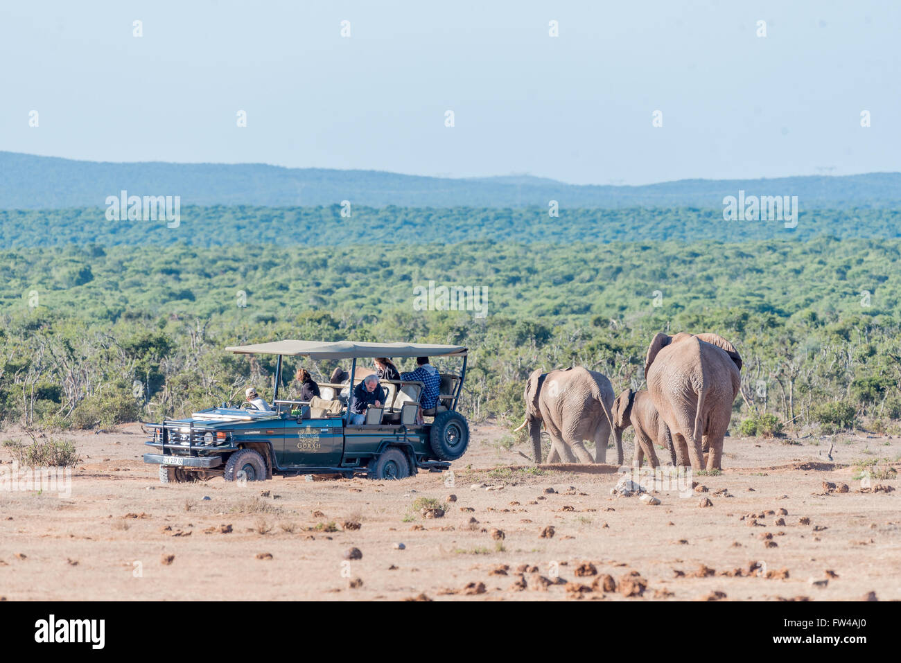 ADDO ELEPHANT NATIONAL PARK, SOUTH AFRICA - FEBRUARY 23, 2016: Unidentified tourists on a safari vehicle in a close encounter wi Stock Photo