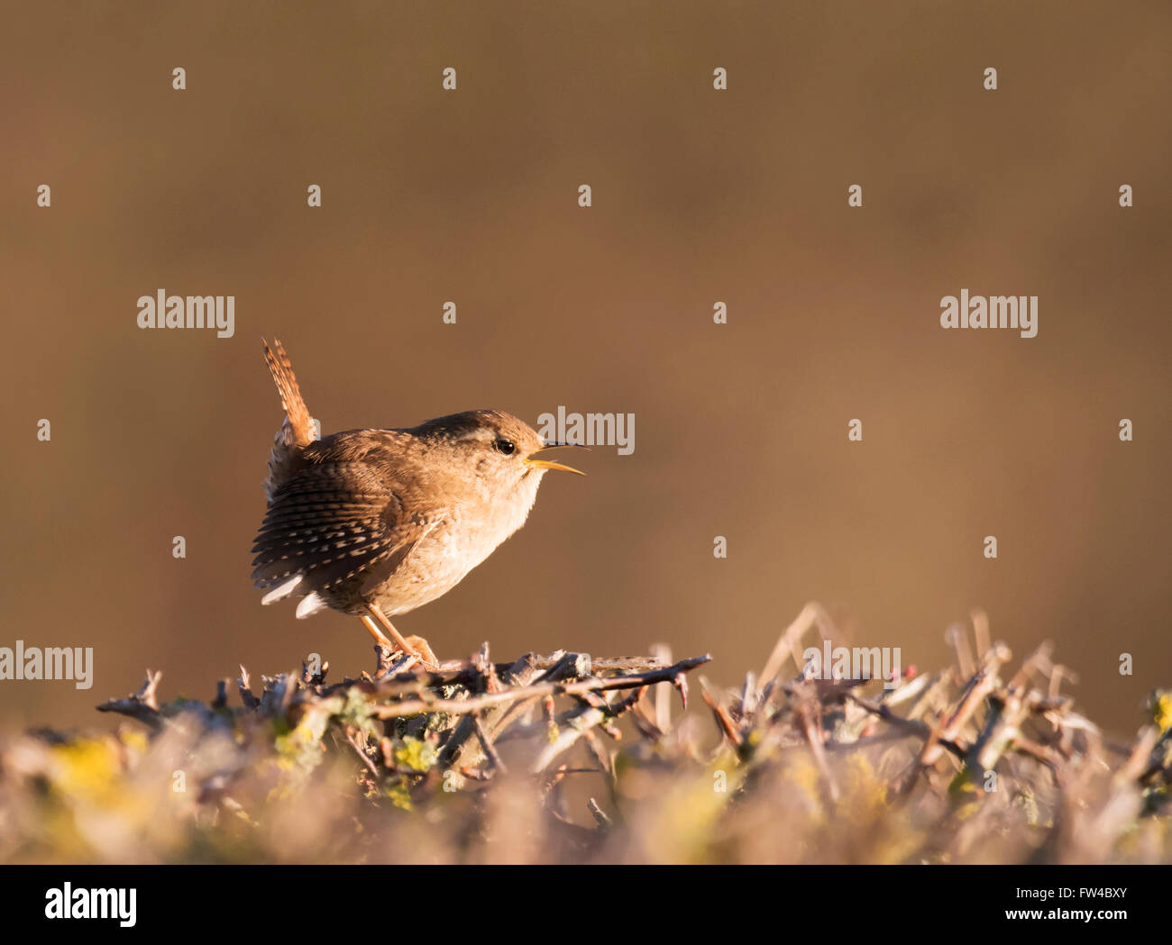 Wren (Troglodytes troglodytes) singing and displaying in early morning spring sunshine Stock Photo