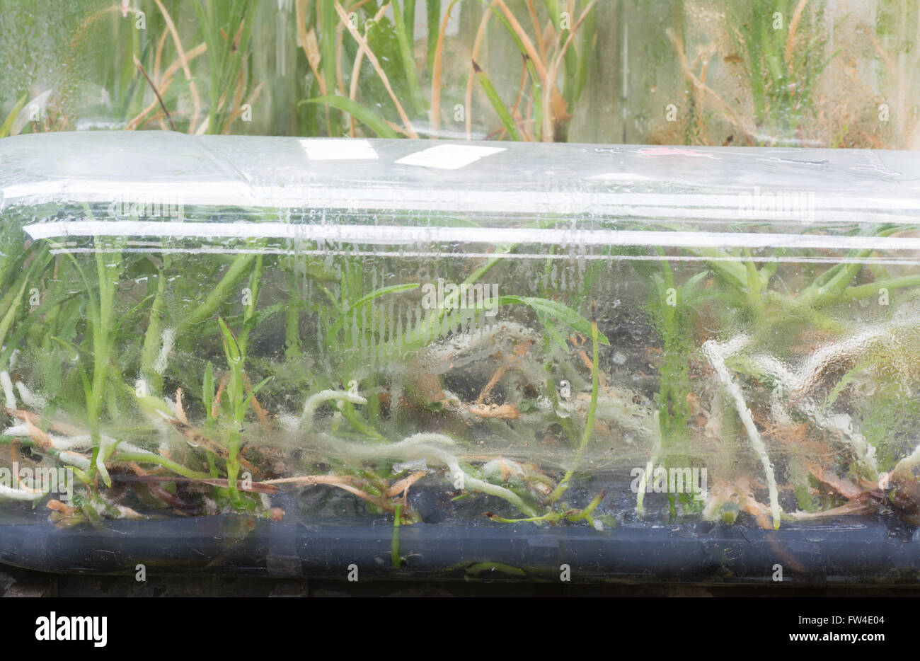 Orchid seedlings in a bottle with a mineral medium Stock Photo