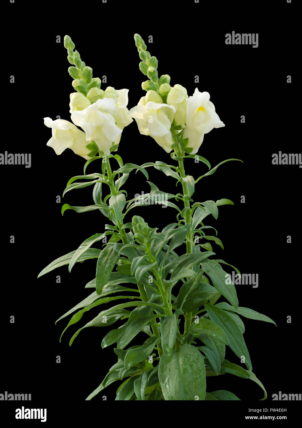 Snapdragon isolated on black background Stock Photo