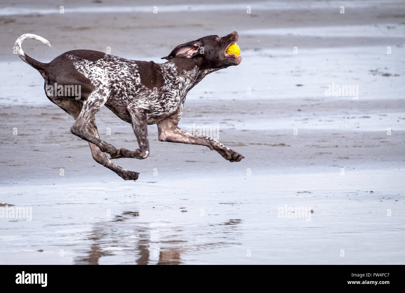 A dog running playing catch on a beach at Westward Ho in Devon, UK