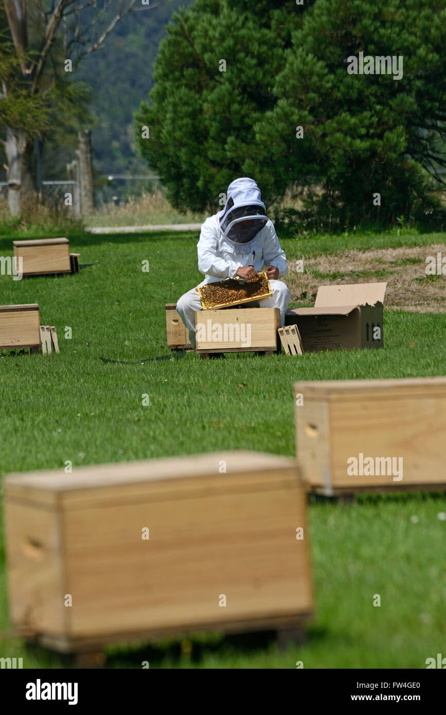 A beekeeper replaces frames in a new hive Stock Photo