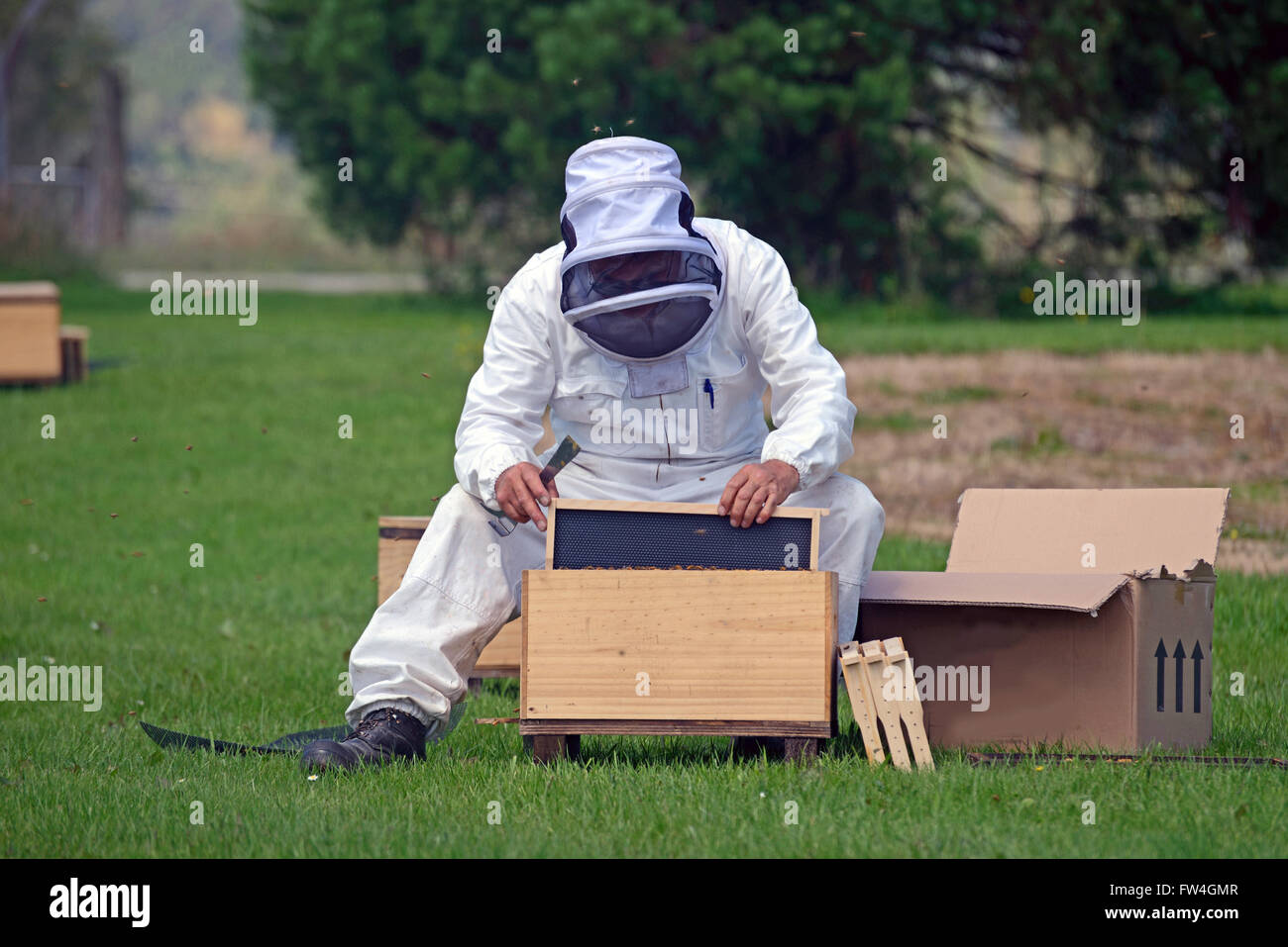A beekeeper replaces frames in a new hive Stock Photo