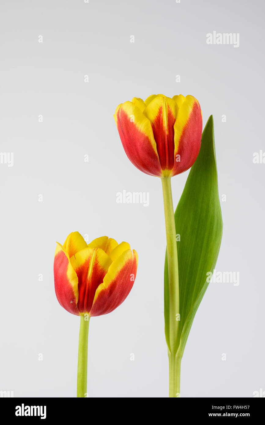Pair of red and yellow tulips against a white background Stock Photo ...
