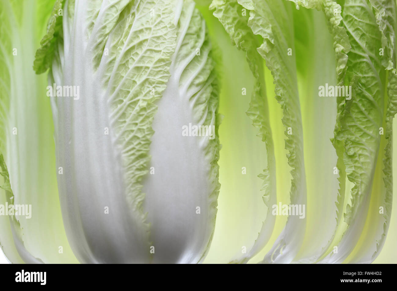 Chinese cabbage Stock Photo