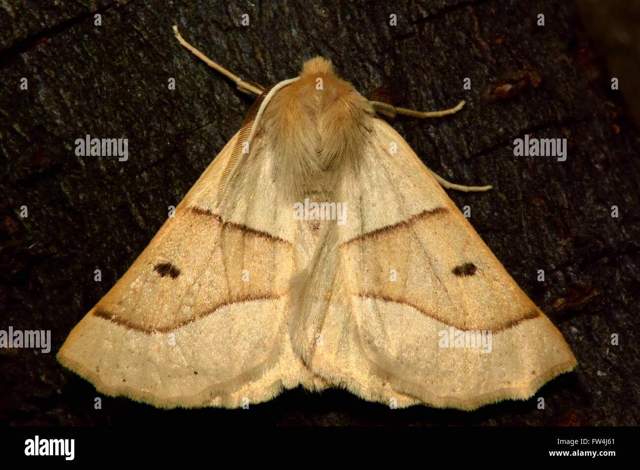 Scalloped oak moth (Crocallis elinguaria) from above. Moth in the family Geometridae, at rest on wood seen from above Stock Photo